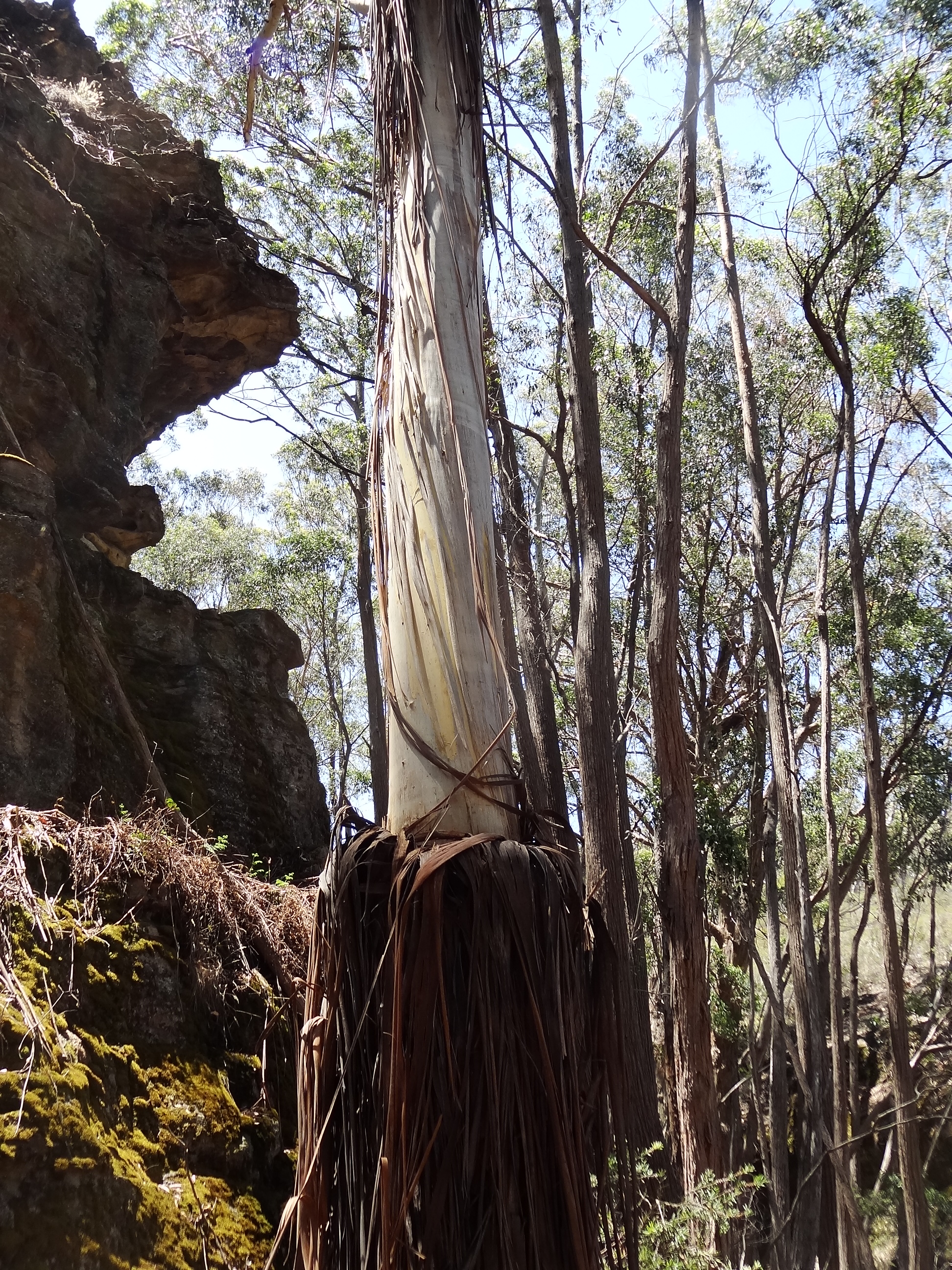 brilliant 2 - Tootie Arch