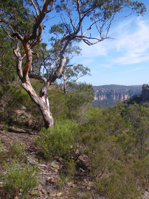 Above Penrose Gully