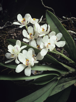 Orange Blossom Orchid