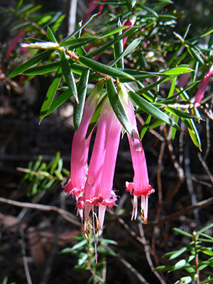 Styphelia tubiflora