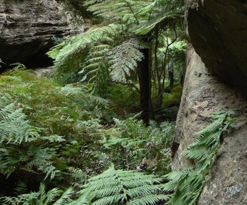 Ferny slot near Gindantherie Pinnacle