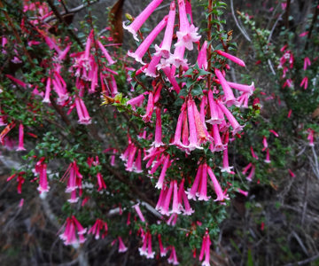 Red Five-Corner, Styphelia tubiflora