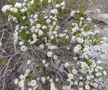 Constance Spur