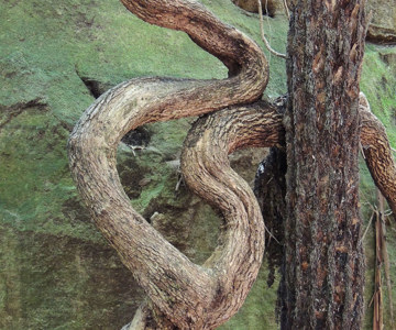 Constance Gorge