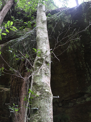 Mitchells Pass