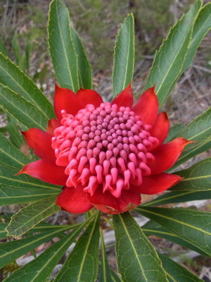 Waratah in Birrabang Canyon