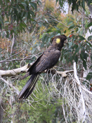 Yellow-tailed Black Cockatoo