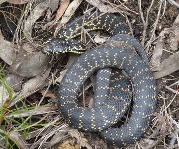 Broad-headed Snake