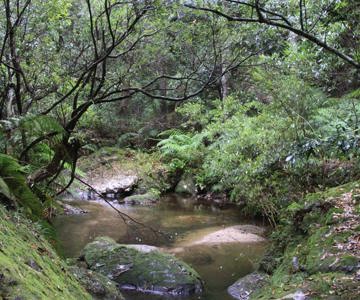 Explorers Brook