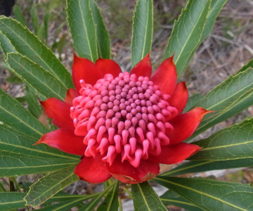 Waratah