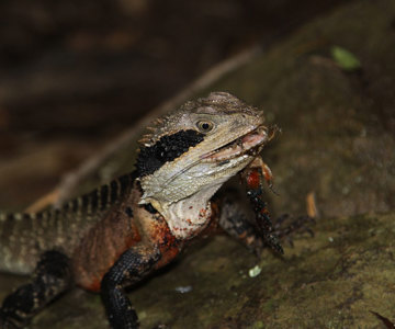 Eastern Water Dragon