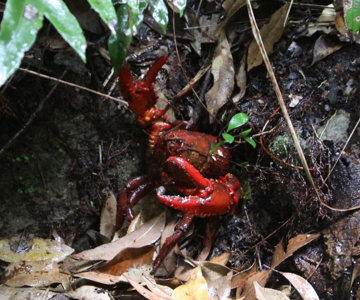 Yabbie