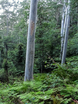 Mountain Blue Gums