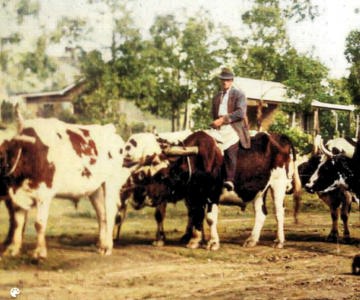 Cecil Bird on a bullock - Kandos main street 