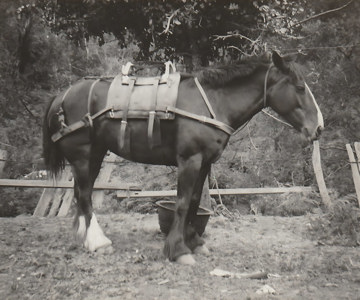 Draft horse